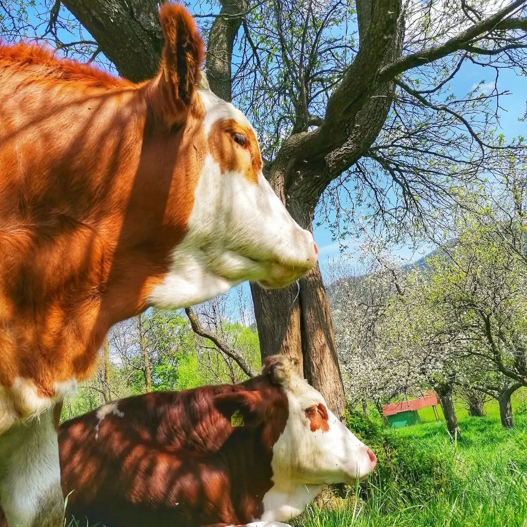 Ax.Ox.Hof in Puchberg